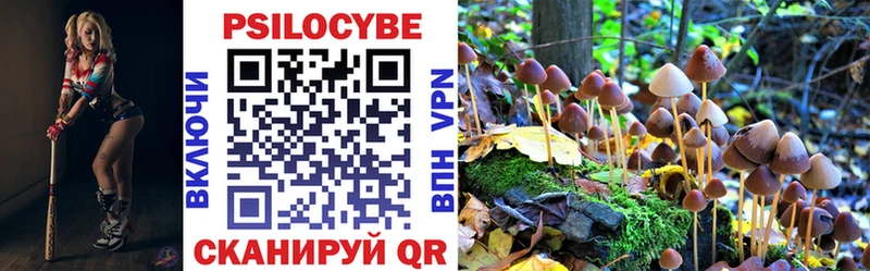 где найти Динская Псилоцибиновые грибы GOLDEN TEACHER